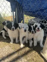 Moose, a male Border Collie and Great Pyrenees for sale in Homer, MI – 9 of 10