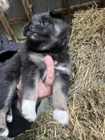 Nova, a female Norwegian Elkhound for sale in Homer, MI – 2 of 8