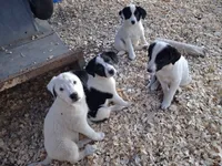 Shelby, a female Border Collie and Great Pyrenees for sale in Homer, MI – 5 of 7