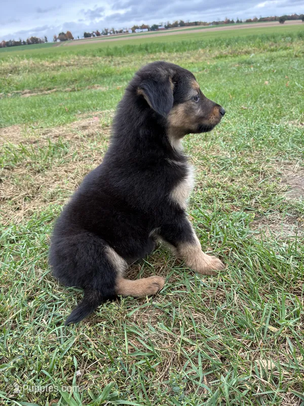 Nala – German Shepherd Dog puppy for sale in Homer, MI