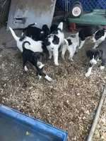 Stunner, a male Border Collie and Old English Sheepdog for sale in Homer, MI – 3 of 6