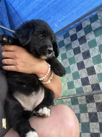 Max, a male Bernese Mountain Dog and Golden Retriever for sale in Homer, MI – 4 of 6