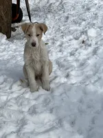 Lucky, a female English Shepherd and Labrador Retriever for sale in Homer, MI – Photo 2 of 4