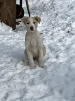 Lucky, a female English Shepherd and Labrador Retriever for sale in Homer, MI – Photo 3 of 4