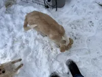 Lucky, a female English Shepherd and Labrador Retriever for sale in Homer, MI – Photo 4 of 4
