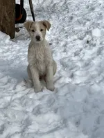 Lucky, a female English Shepherd and Labrador Retriever for sale in Homer, MI – Photo 1 of 4