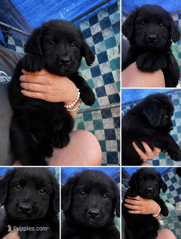 Max – Bernese Mountain Dog, Golden Retriever puppy for sale in Homer, MI