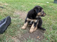 Sadie, a female German Shepherd Dog and Golden Retriever for sale in Homer, MI – 8 of 8