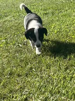 Trigger , a male Border Collie and Great Pyrenees for sale in Homer, MI – 4 of 9