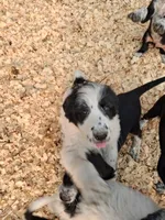 Moose, a male Border Collie and Old English Sheepdog for sale in Homer, MI – 4 of 5