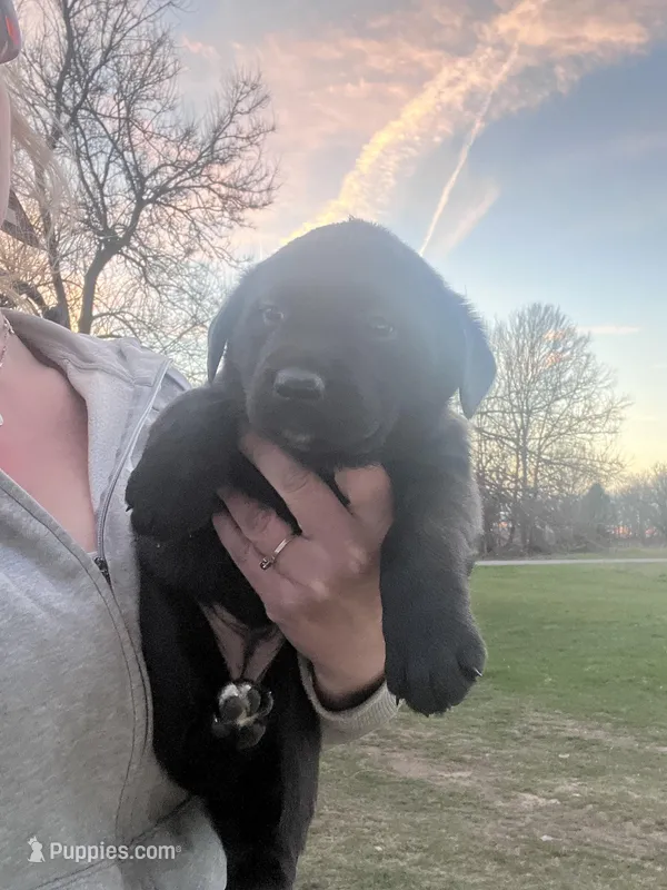 Raven – Labrador Retriever puppy for sale in Homer, MI