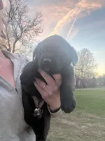 Raven, a male Labrador Retriever for sale in Homer, MI – Photo 1 of 5