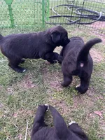 Raven, a male Labrador Retriever for sale in Homer, MI – Photo 4 of 5