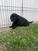 Raven, a male Labrador Retriever for sale in Homer, MI – Photo 2 of 5