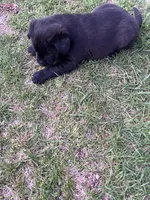 Raven, a male Labrador Retriever for sale in Homer, MI – Photo 5 of 5