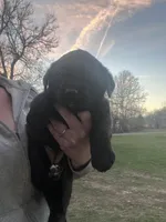 Raven, a male Labrador Retriever for sale in Homer, MI – Photo 3 of 5