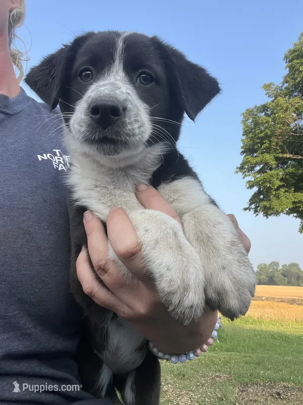 Maddy – Border Collie, Old English Sheepdog puppy for sale in Homer, MI
