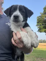 Maddy, a female Border Collie and Old English Sheepdog for sale in Homer, MI – 1 of 8