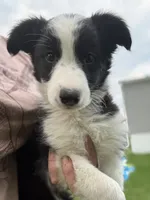 Oreo, a male Australian Cattle Dog and Australian Shepherd for sale in Homer, MI – 2 of 6