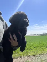 Gunner, a male Labrador Retriever for sale in Homer, MI – Photo 1 of 10