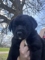 Gunner, a male Labrador Retriever for sale in Homer, MI – Photo 7 of 10
