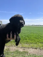 Gunner, a male Labrador Retriever for sale in Homer, MI – Photo 5 of 10