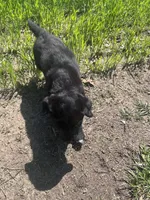 Gunner, a male Labrador Retriever for sale in Homer, MI – Photo 9 of 10