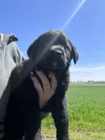 Gunner, a male Labrador Retriever for sale in Homer, MI – Photo 2 of 10