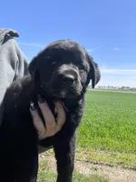 Gunner, a male Labrador Retriever for sale in Homer, MI – Photo 6 of 10