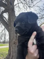 Gunner, a male Labrador Retriever for sale in Homer, MI – Photo 4 of 10