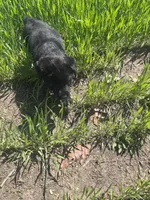 Gunner, a male Labrador Retriever for sale in Homer, MI – Photo 10 of 10