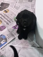 Gunner, a male Labrador Retriever for sale in Homer, MI – Photo 3 of 10