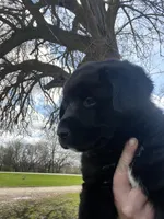 Gunner, a male Labrador Retriever for sale in Homer, MI – Photo 8 of 10