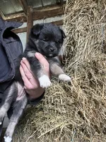 Nova, a female Norwegian Elkhound for sale in Homer, MI – 8 of 8