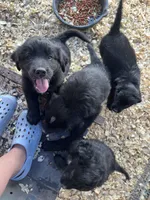 Max, a male Bernese Mountain Dog and Golden Retriever for sale in Homer, MI – 6 of 6