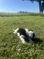 Moose, a male Border Collie and Great Pyrenees for sale in Homer, MI – 5 of 10