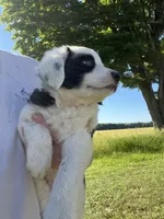 Moose, a male Border Collie and Great Pyrenees for sale in Homer, MI – 2 of 10