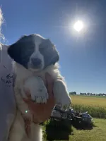 Axe, a male Border Collie and Great Pyrenees for sale in Homer, MI – 5 of 7