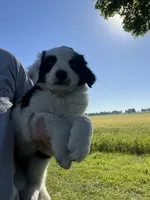 Moose, a male Border Collie and Great Pyrenees for sale in Homer, MI – 6 of 10
