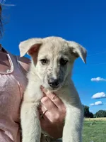Timber, a male German Shepherd Dog and Anatolian Shepherd Dog for sale in Homer, MI – 9 of 9
