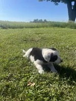 Moose, a male Border Collie and Great Pyrenees for sale in Homer, MI – 6 of 10