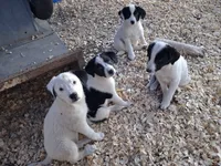 Nova, a female Border Collie and Great Pyrenees for sale in Homer, MI – 6 of 8