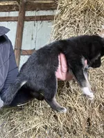 Nova, a female Norwegian Elkhound for sale in Homer, MI – 6 of 8