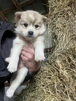 Sadie, a male Norwegian Elkhound for sale in Homer, MI – 5 of 6