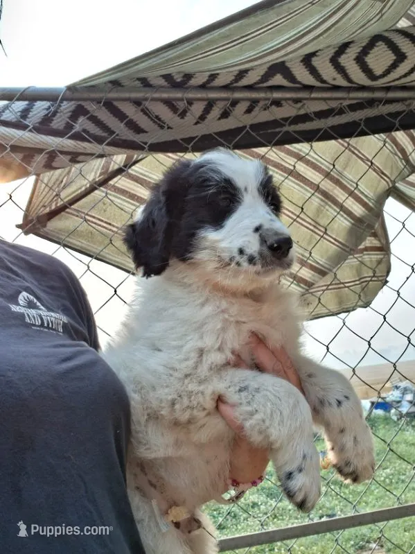 Moose – Border Collie, Old English Sheepdog puppy for sale in Homer, MI