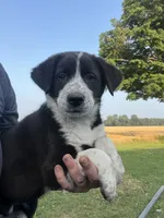 Maddy, a female Border Collie and Old English Sheepdog for sale in Homer, MI – 7 of 8