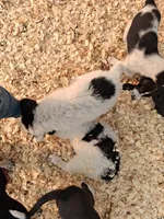 Max , a male Border Collie and Old English Sheepdog for sale in Homer, MI – 7 of 7