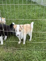 Rosie , a female Australian Cattle Dog and Australian Shepherd for sale in Homer, MI – 8 of 9