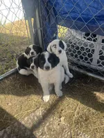 Nelly , a female Border Collie and Great Pyrenees for sale in Homer, MI – 5 of 5