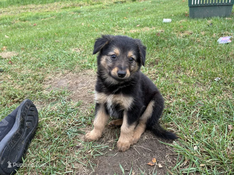 Nala – German Shepherd Dog puppy for sale in Homer, MI